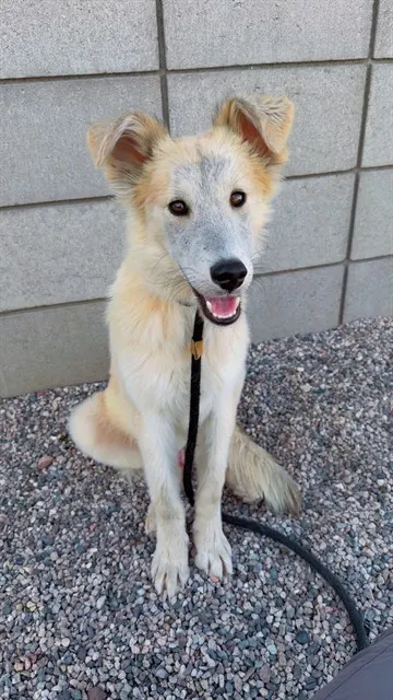 Butterpup