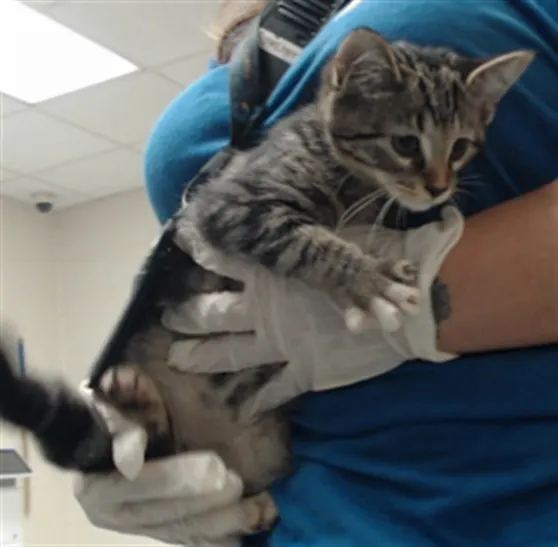 Adoptable Cat