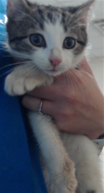 Adoptable Cat