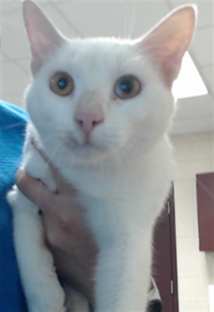 Adoptable Cat