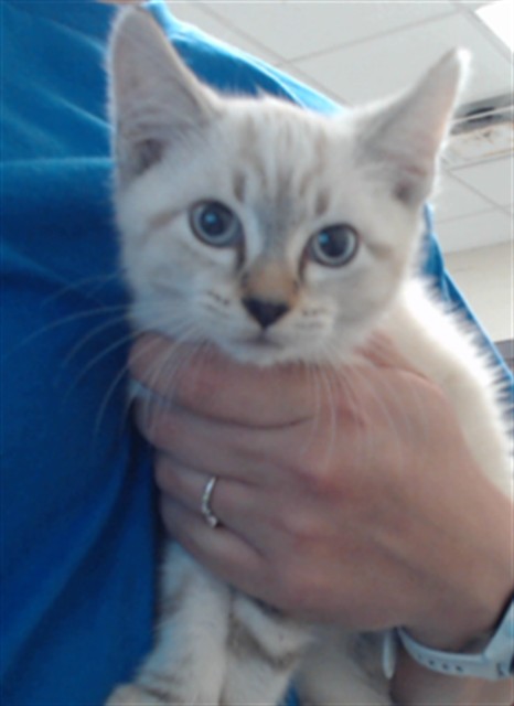 Adoptable Cat