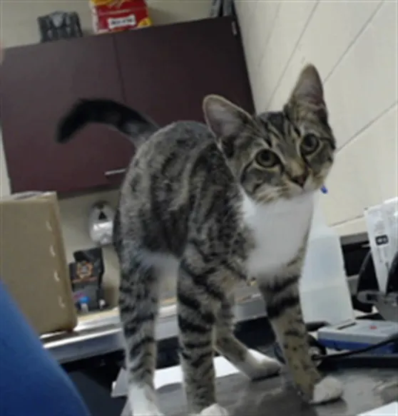 Adoptable Cat