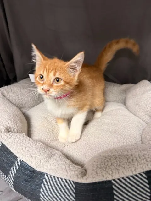 Clementine