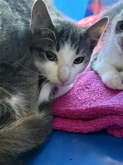 Louie