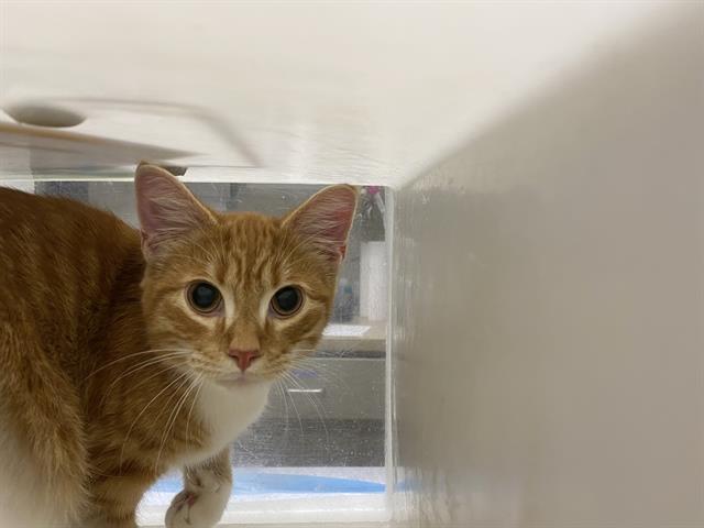 Adoptable Cat