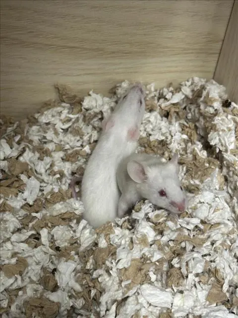 Bertha