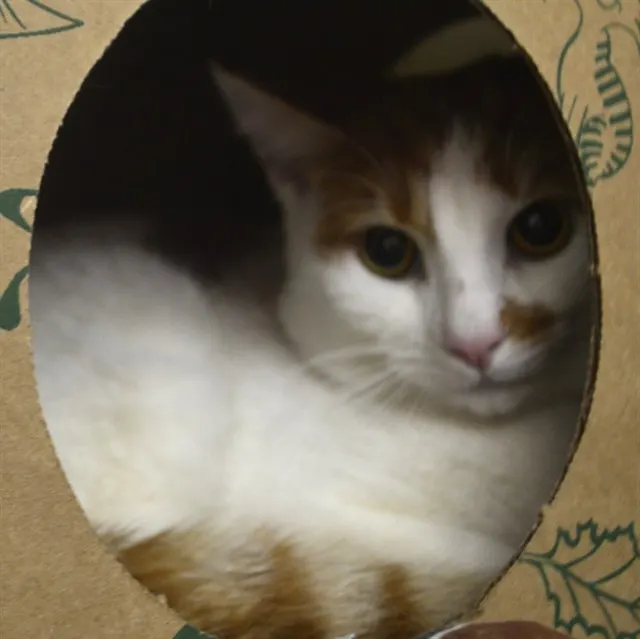 Pumpkin