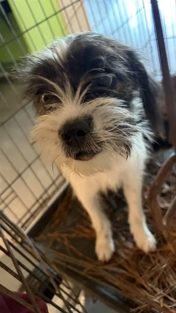 Adoptable Dog