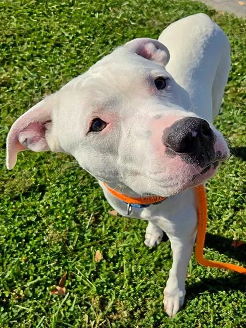 Nova
