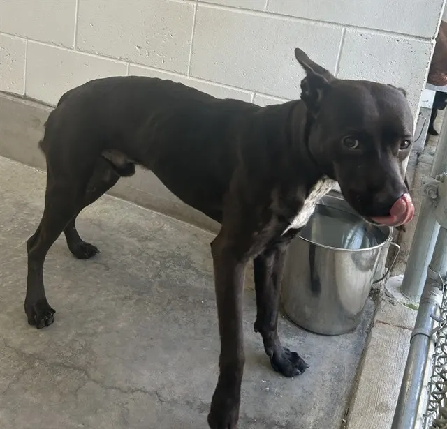 Adoptable Dog