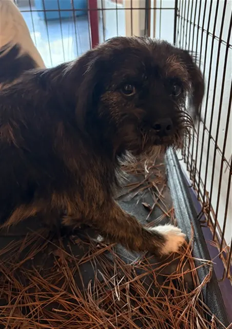 Adoptable Dog