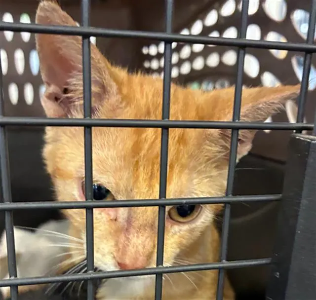 Adoptable Cat