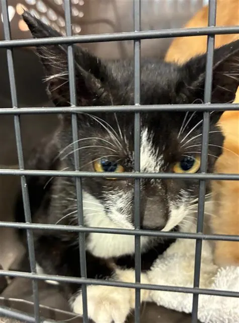 Adoptable Cat