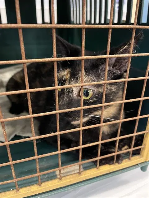 Adoptable Cat