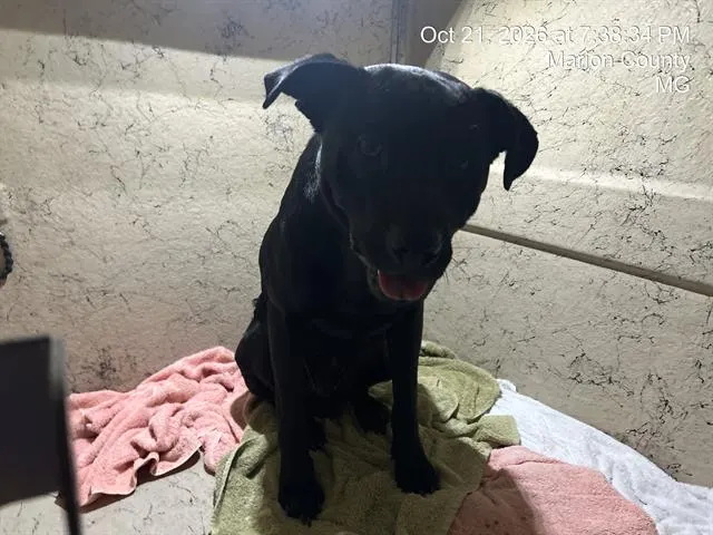 Adoptable Dog