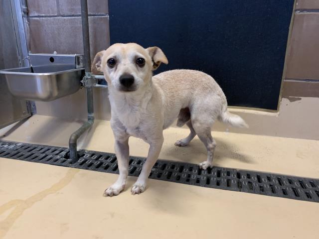 Adoptable Dog