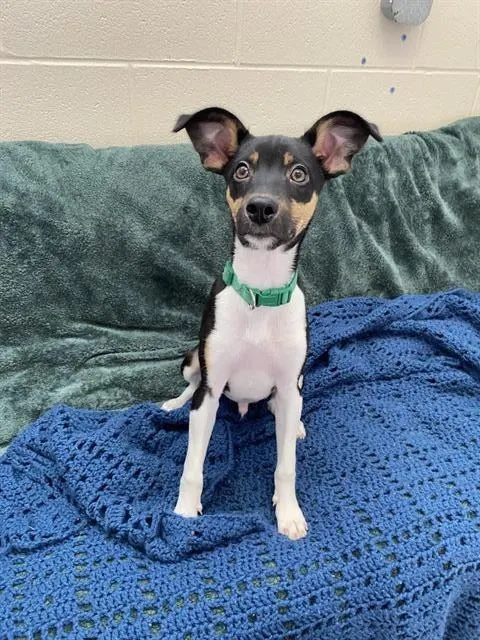 Milo