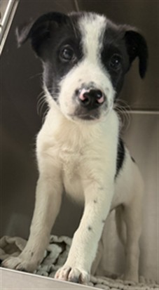 Zorro