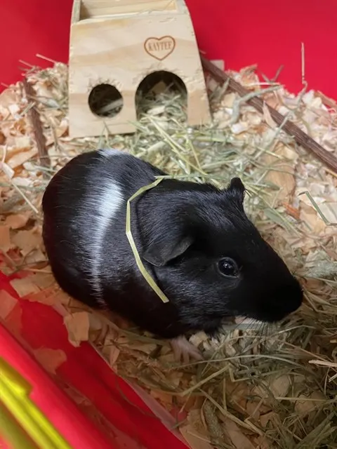 Max