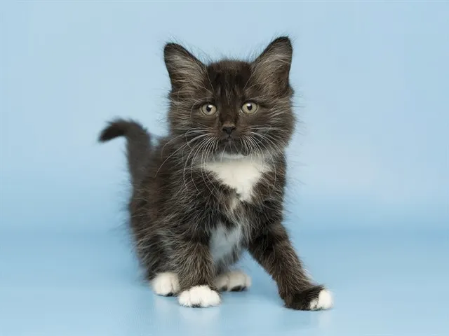 Cutiepie
