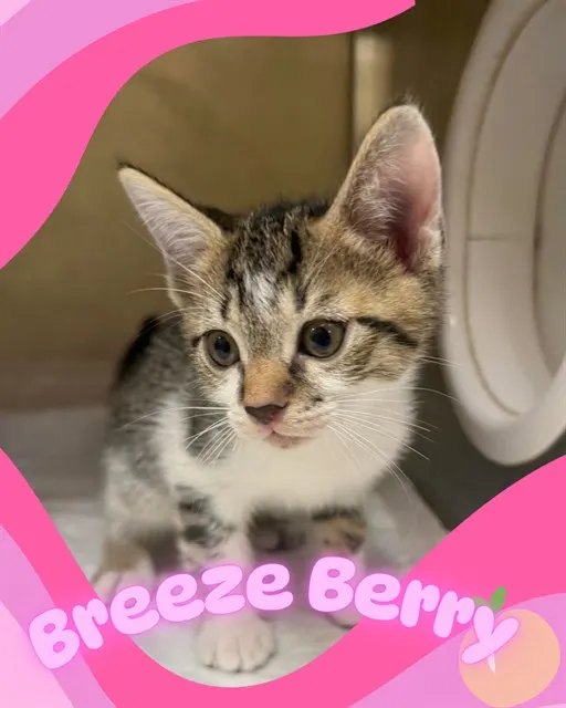 Breezeberry