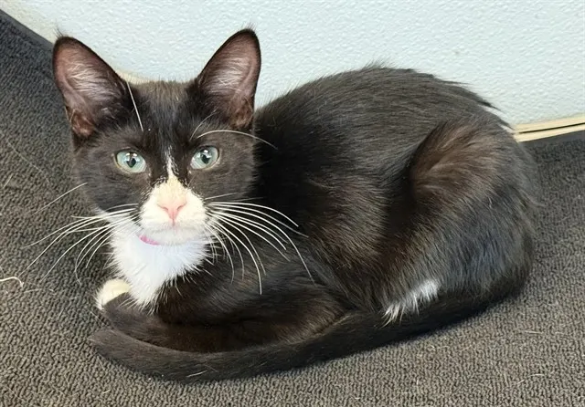 Juniper