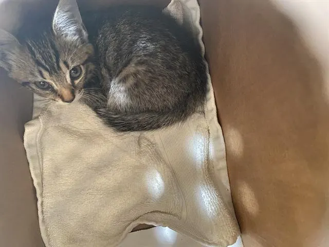 Sammy