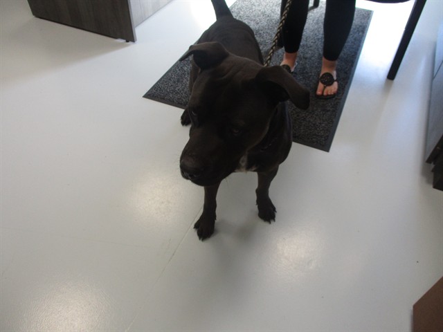 Adoptable Dog