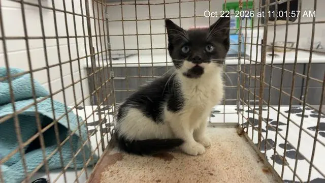 Adoptable Cat