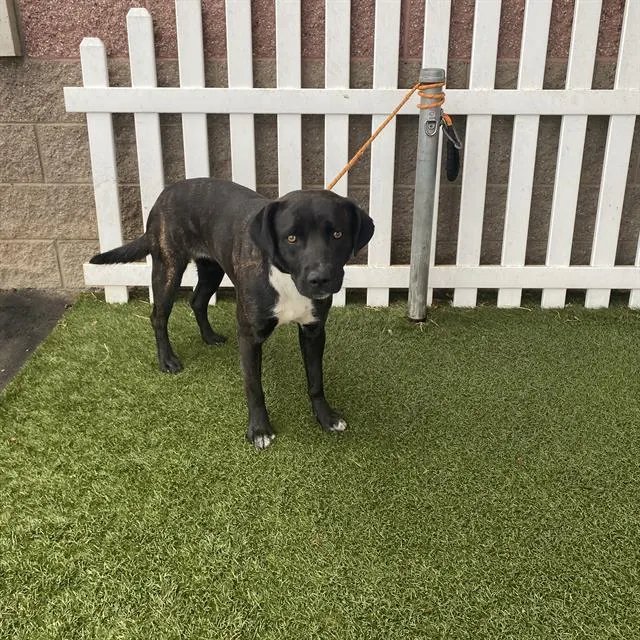 Adoptable Dog