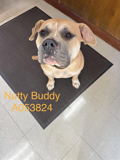 Nutty Buddy