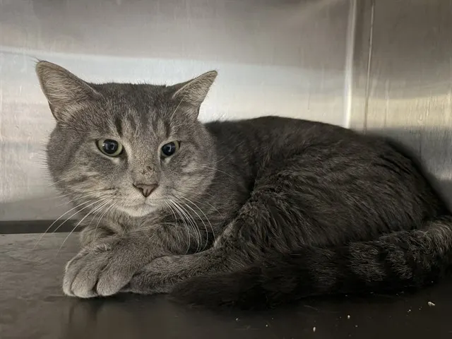 Meeko