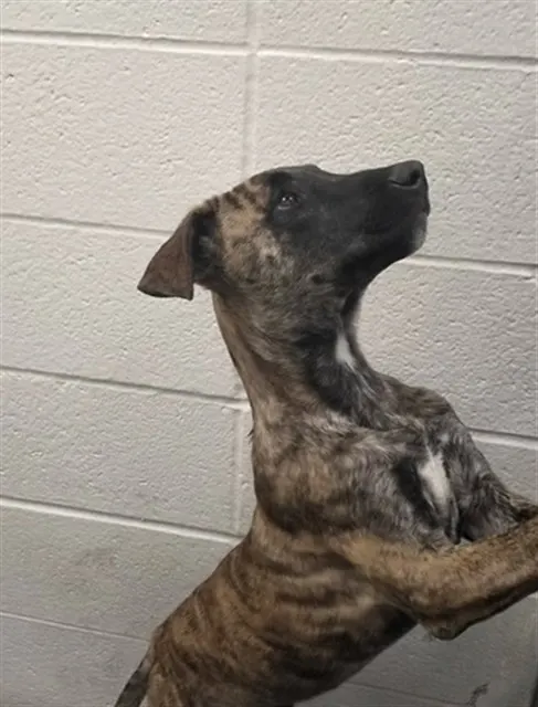 Pepper