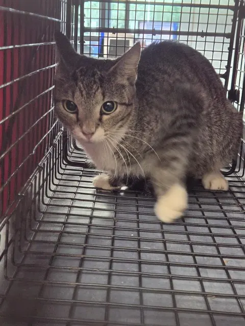Adoptable Cat