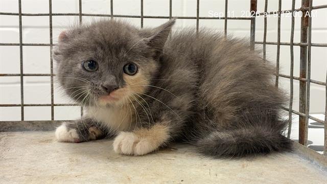 Kit
