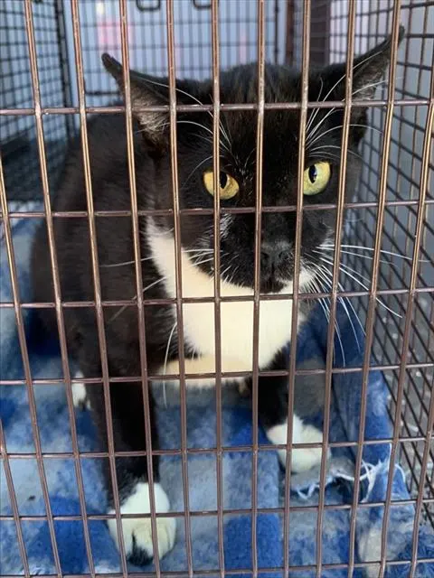 Adoptable Cat