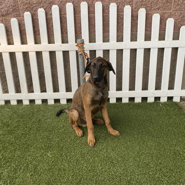 Adoptable Dog