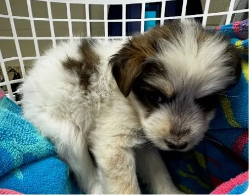 Adoptable Dog