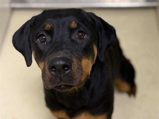 Adoptable Dog