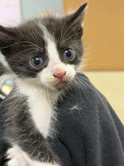 Ed