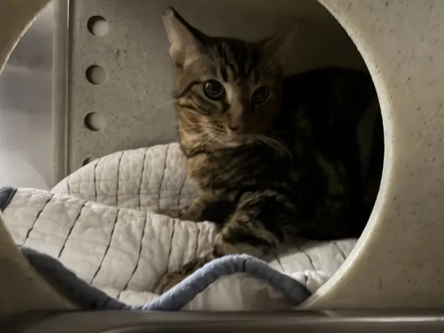 Adoptable Cat