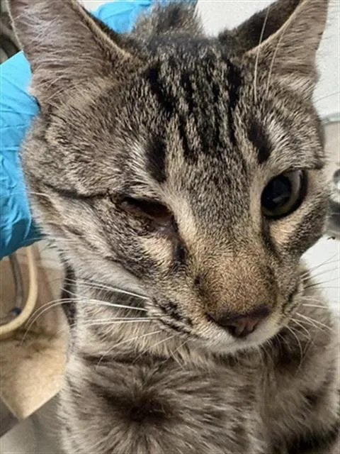 Adoptable Cat