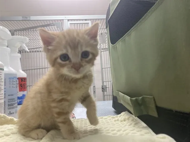 Enzo