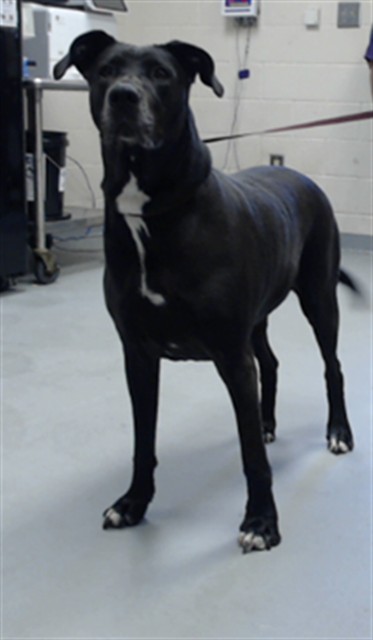 Nova