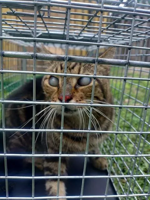 Adoptable Cat