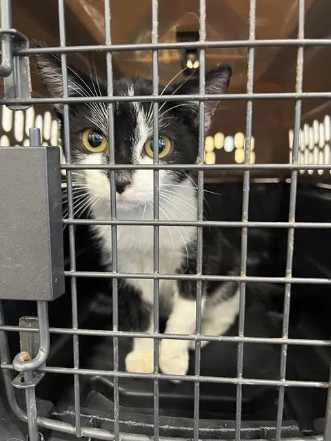 Adoptable Cat