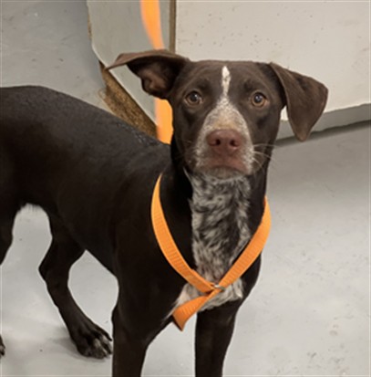 Adoptable Dog