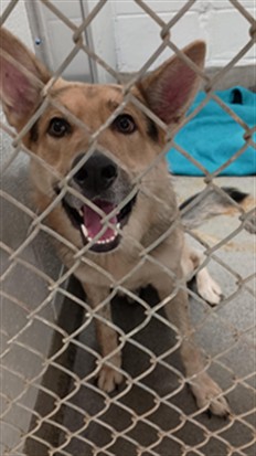 Hugo