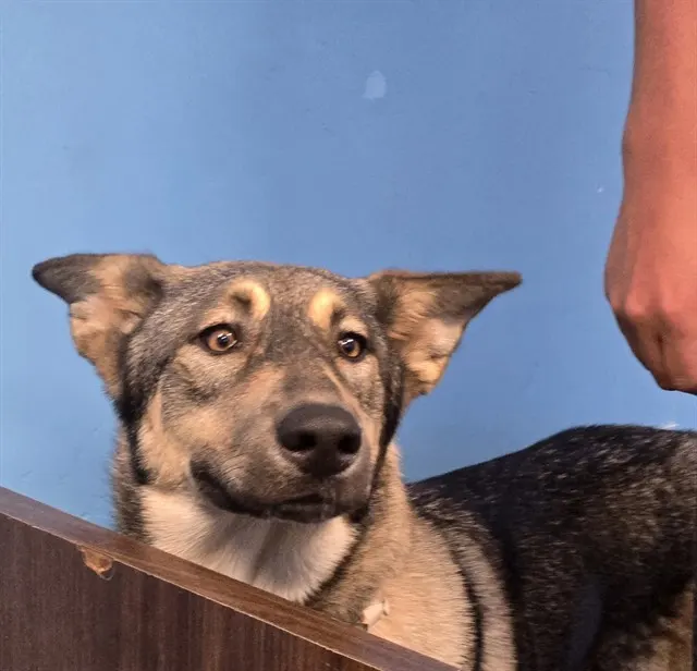 Adoptable Dog