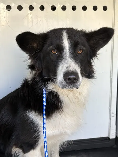 Adoptable Dog